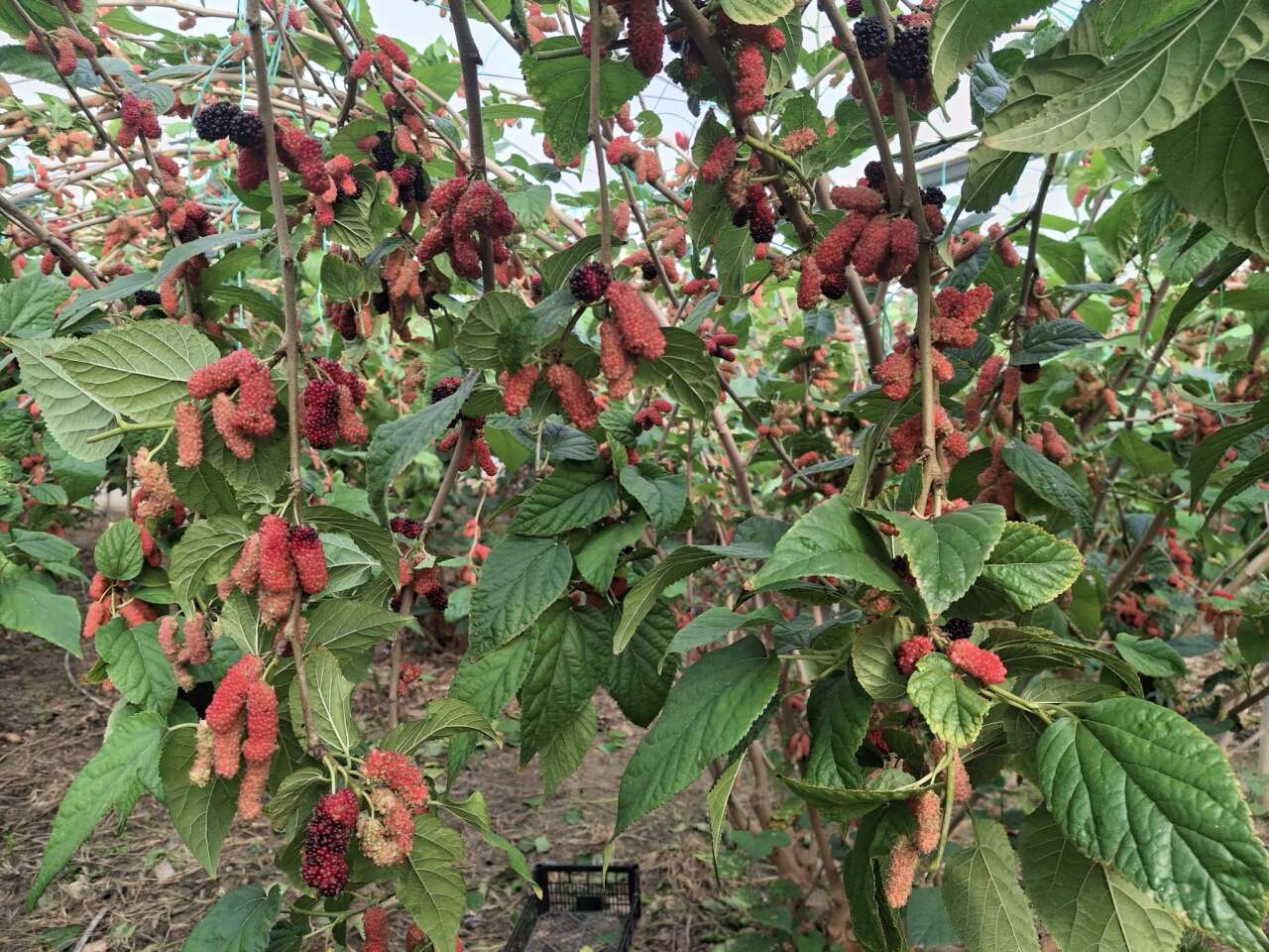 Hasat başladı, çoğunu Arap ülkeleri yiyecek 2